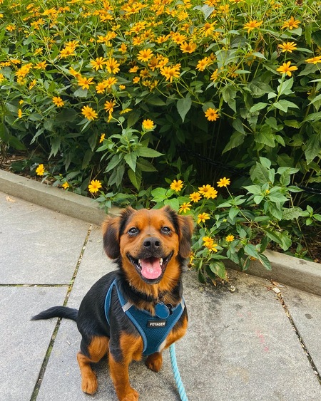 Rudy
