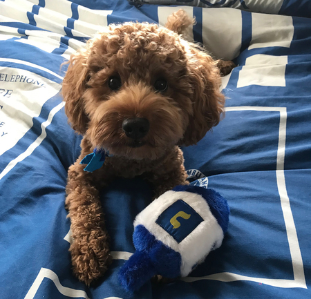 Teddy
