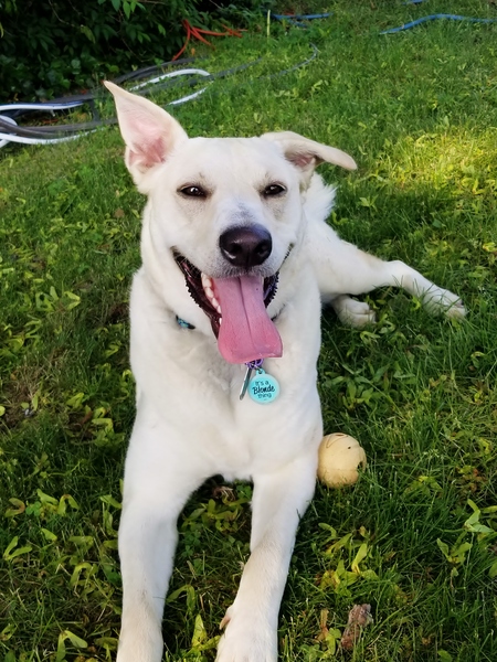 Piper