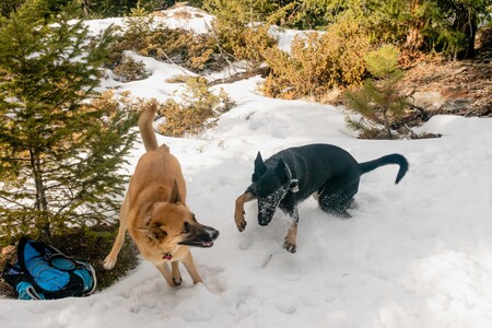 Sadie and Klinger