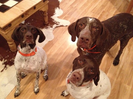 Shooby, Logan, Gauge