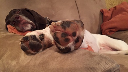 Indy's Paws