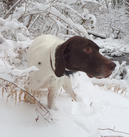 Indy Snow Hunt