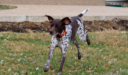 Hilde