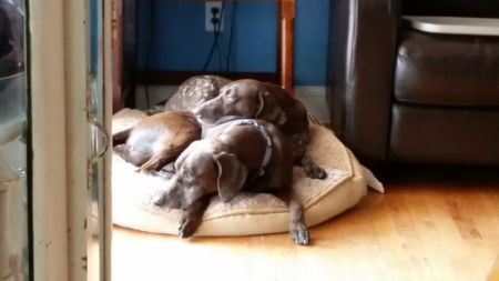 Roscoe and Lily