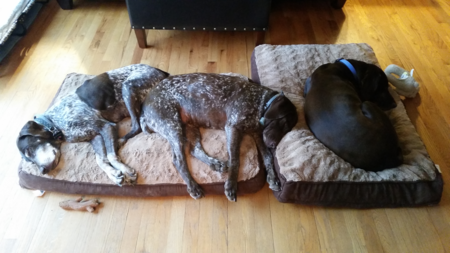 Jane, Lily, and Roscoe