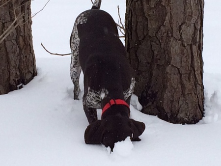 Brody schnozzles in the snow