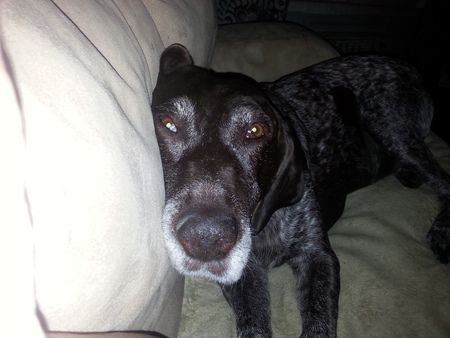 Dixie