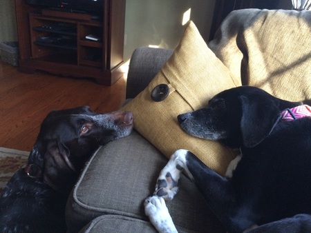 Addy & Dutch 