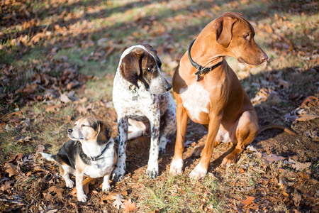 Puddy, Oskar and Stanley