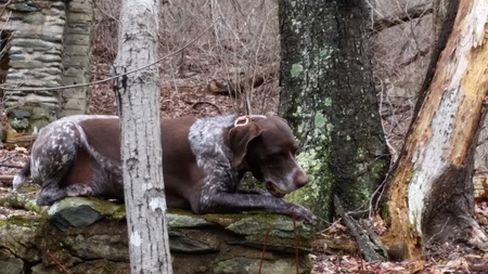 Buck @ Hoover Camp