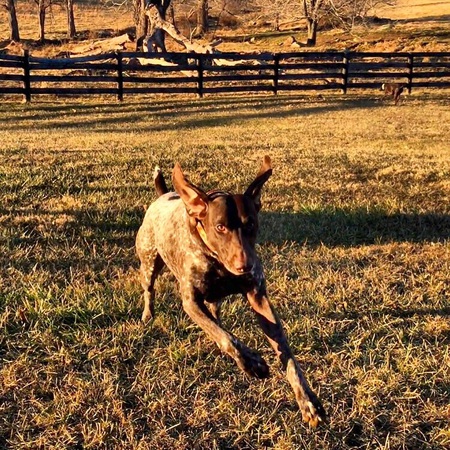 Piper