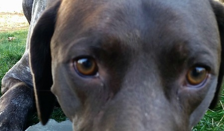 Handsome Samson