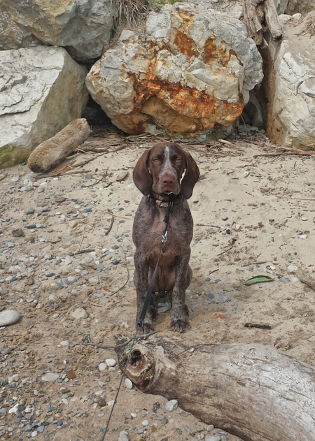 Hank