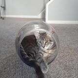 Entry image for Hank