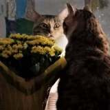 Entry image for Lollipop