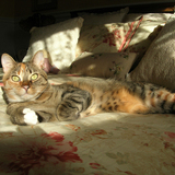 Entry image for Chloe