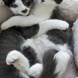 Entry image for Taco & Dahlia