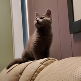 Entry image for Mila