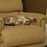 Entry image for Mable