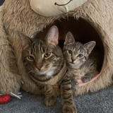 Entry image for Jimmy and Jewels