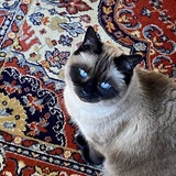 Entry image for Diana