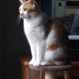 Entry image for Creamsicle