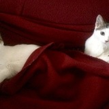 Entry image for Ryder & Rayne 