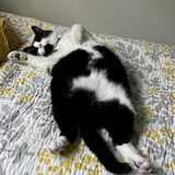 Entry image for Ollie