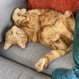 Entry image for Gryphon