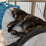 Entry image for Lyra