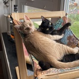 Entry image for Coco & Krimpet