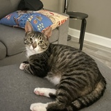 Entry image for Monkey 