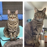 Entry image for Mia (left) and Bella (right)