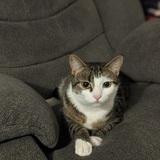 Entry image for Basil