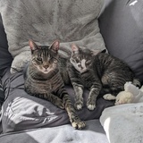 Entry image for Toulouse, Captain Kitty