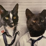 Entry image for Pepe & Jinx