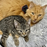 Entry image for Big Orange Bob