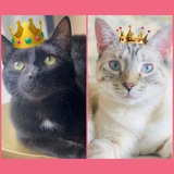 Entry image for Noche and Zuri 