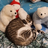 Entry image for Carolina