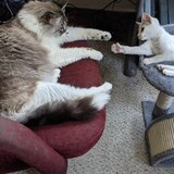 Entry image for Agnes 