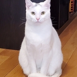 Entry image for Misty