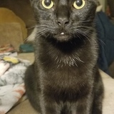 Entry image for Pepper Jacky