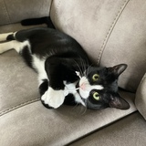 Entry image for Rosie 