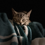 Entry image for Milo