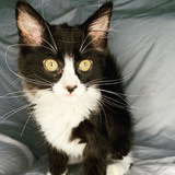 Entry image for Pinky