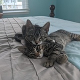 Entry image for Leo and peyton