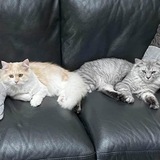 Entry image for Sam and Murray