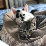 Entry image for Abbee and Thumann