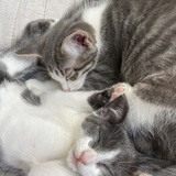 Entry image for Frankie and Gemma